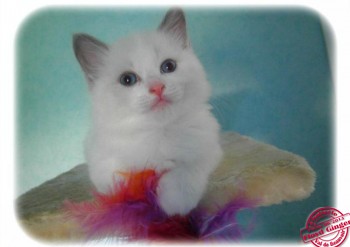 chaton mâle blue bicolour n°1 - RESERVE - Chatterie Ragdolls du Val de Beauvoir